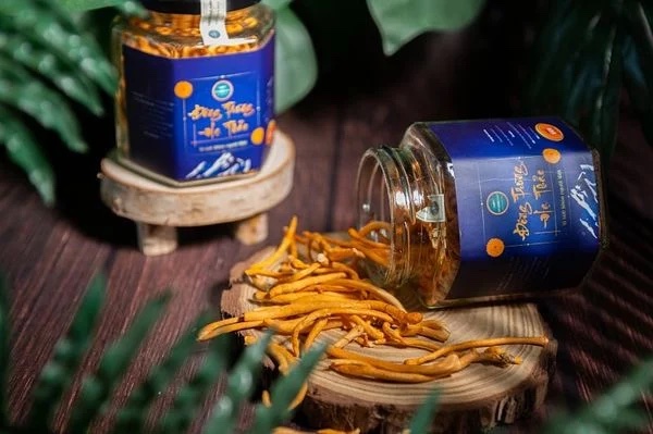 Đông trùng hạ thảo Kim Cương Vàng Store